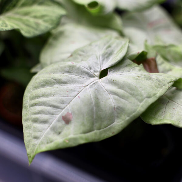 Common Diseases of Aroid Plants