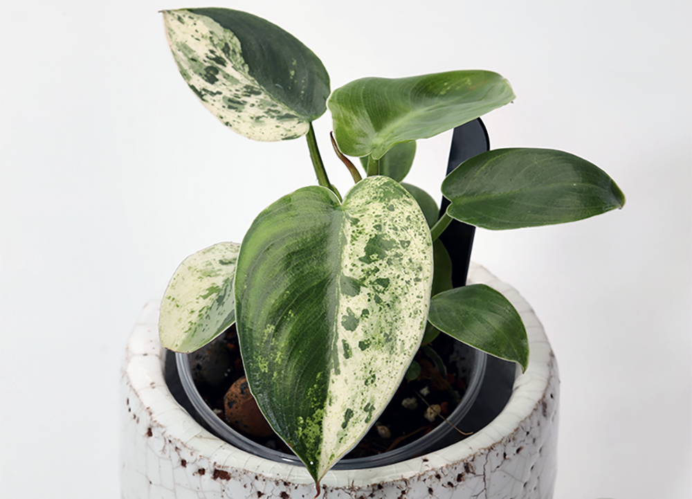 A GUIDE TO HELPING PLANTS GROW WELL AND HAVE BRIGHT, COLORFUL LEAVES