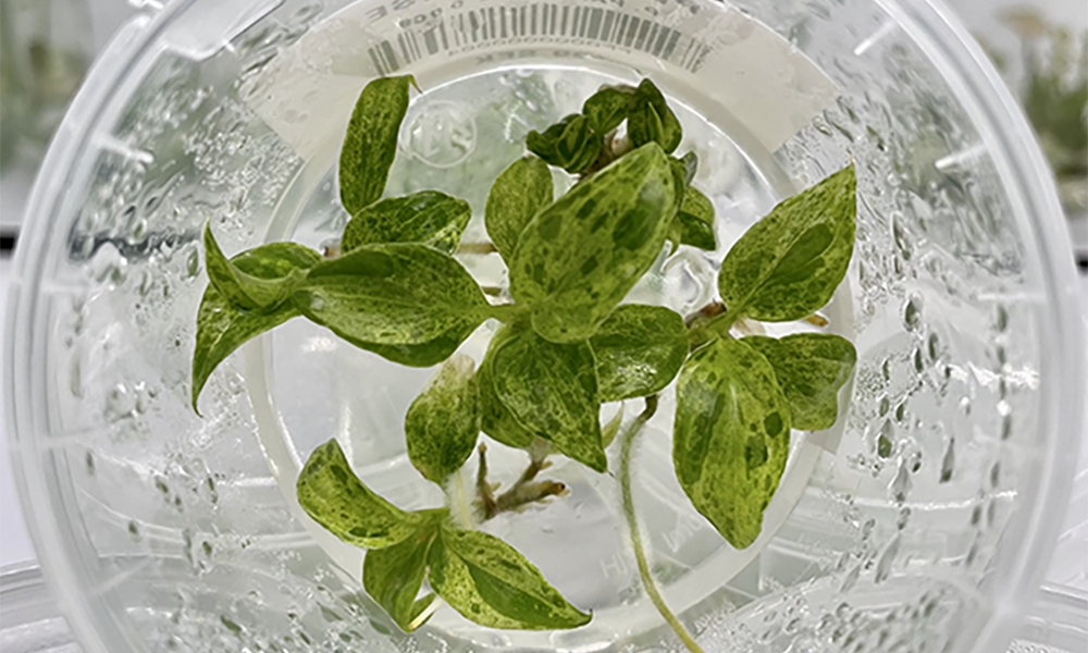 Rare plant tissue culture