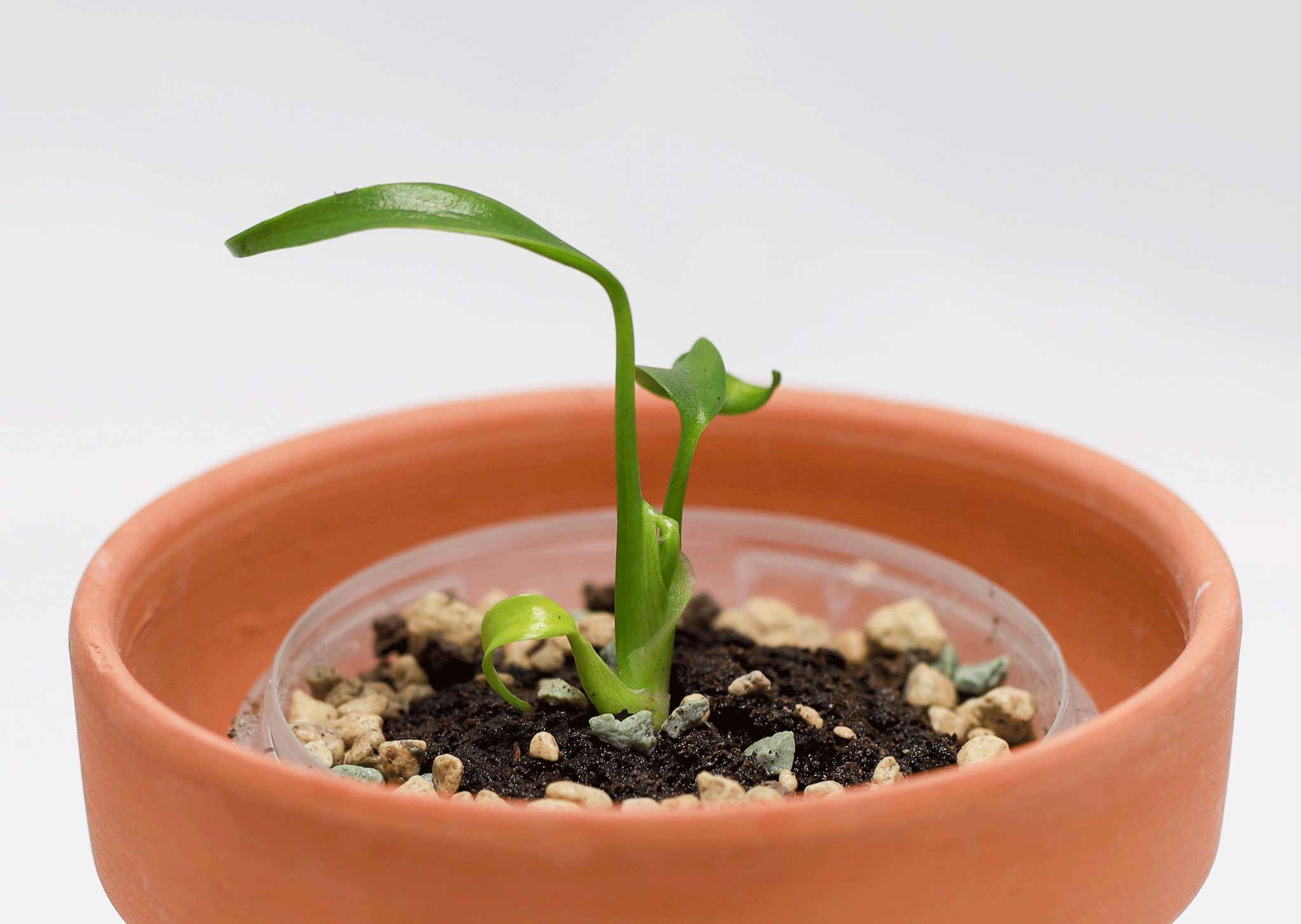 Baby plants